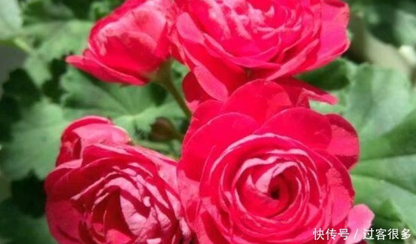 牡丹|它花开如牡丹，好养如绿萝，种植在家绝对能好运连连