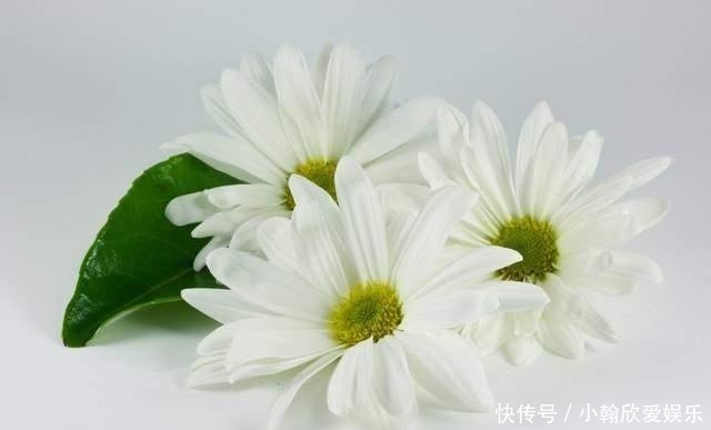 年少不懂张爱玲, 读懂已是不惑年