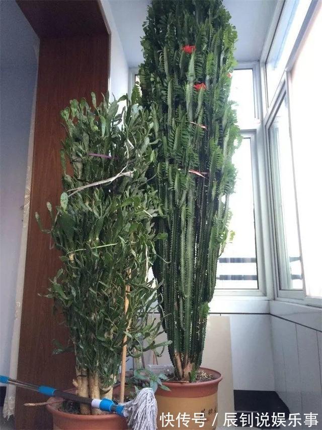 7种“富贵花”,客厅养一盆很合适,越养越值钱,能活一百年