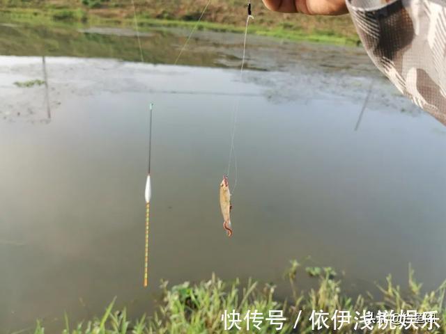 半目|轻口鱼难钓?按我的方法做一钓一个准,再小的口也能逮住