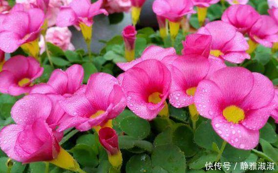 山梨|颜值超高的几款花卉,一年四季花开不停,给点阳台就灿烂