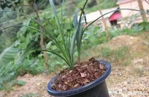 养花不用买土,用这几样东西掺一块儿,种什么花草都旺