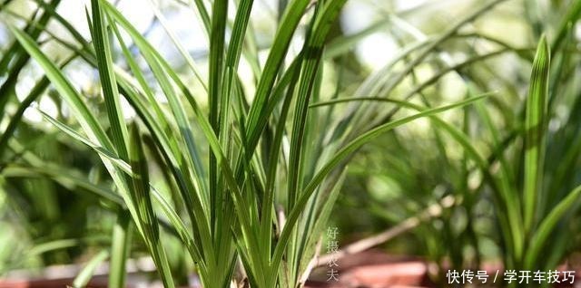 兰花浇水有多难不要再被兰谚所困,知道这两条就行了!