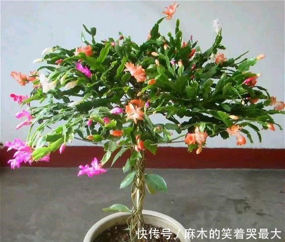 仙人球|开花仙气十足,香气浓烈,遇土就活,还被大家称为“嫁接神木”!