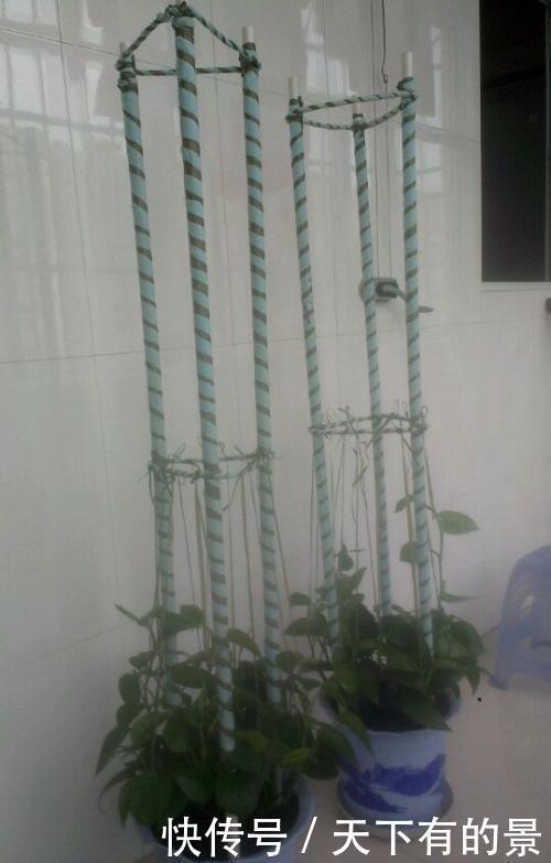 三脚架|自制绿萝三脚架,6步就完成,绿萝分分钟长成绿瀑布