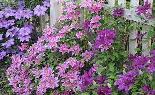 铁线莲|这些“大型花”无论多漂亮,眼馋也别买,没有大院子,买了白扔钱