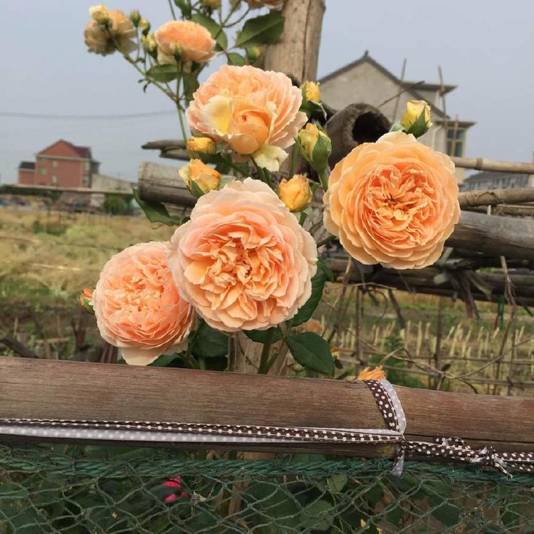 长势最快的藤本植物,一年长成花柱,花期长,漂亮芳香,还很好养