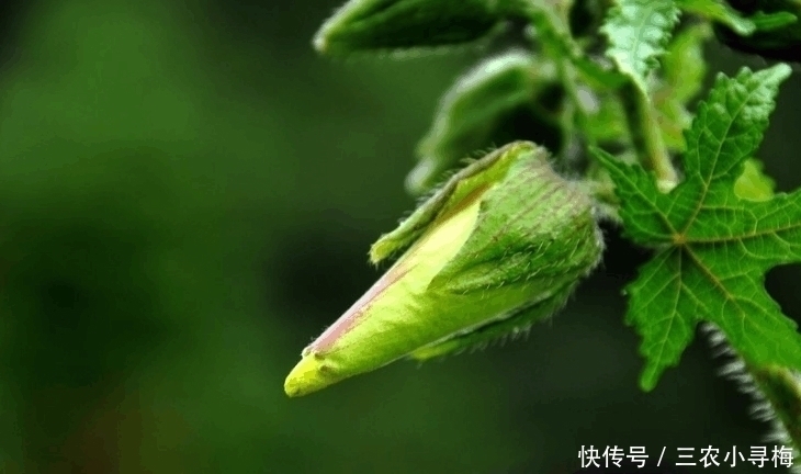 野菜|农村一种野菜浑身是宝, 野生的快灭绝了, 种子150元一斤