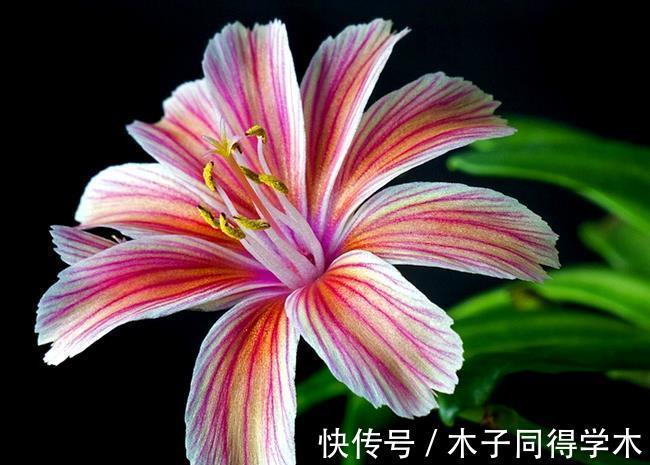 繁殖|3种花不用买,路边掰点枝叶扦插,天热生根快,轻松繁殖一大群