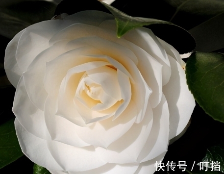 盘点白茶花的三大品种，纯白剔透，你见过么