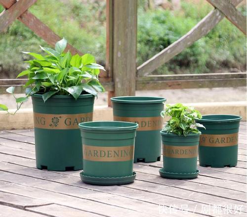  常见|6种常见的养花盆，最后一种养花长不好，新手慎用！