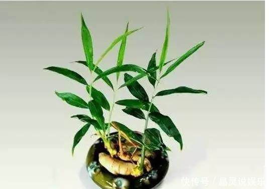 发芽|丢水里就能长得很好的6种蔬菜，比花美、比绿萝还好养！