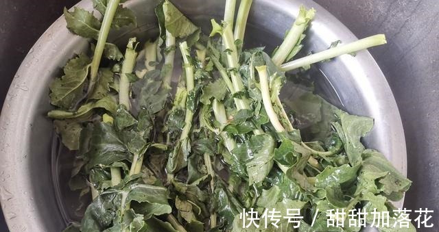 这叶子比根更营养，别再扔掉了，10月正鲜嫩，清脆爽口特下饭！