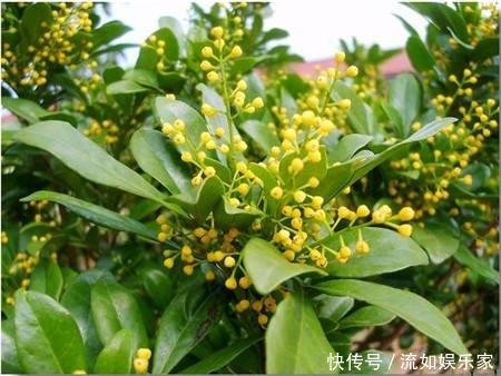 叶子|米兰掉叶不要急，用对方法就能枝繁叶茂