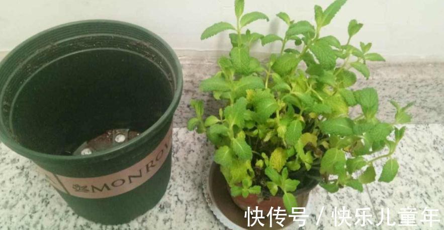 知道什么情况该换土,如何换土,才是养花人该具备的基本素质