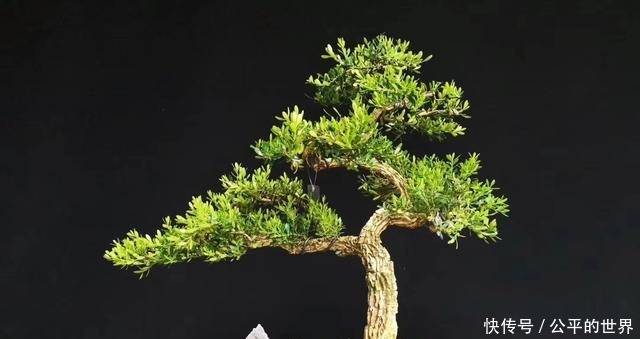 施肥|不管家中再小,一定要摆放上一盆“木中君子”!