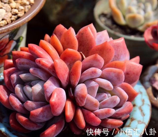 观音莲|适合新手养的“6种多肉”,耐热又不怕冷,养成老桩,又美又霸气