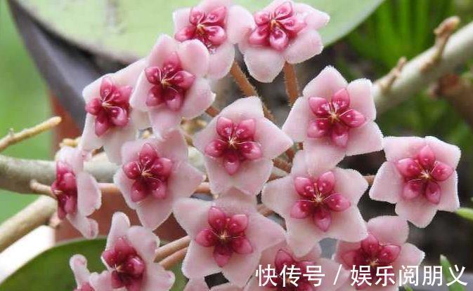 盆花草|家里养花，试试3种花，秀气唯美还好养，养几盆，四季赏花心情爽