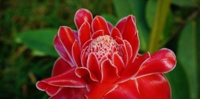 花期最长的花朵，神秘的一朵都能保持半年，你肯定都没有见过！