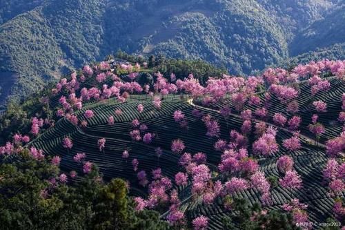 樱花|冬天最“不合时宜”的景色，万亩樱花绽放，惊艳了世界！