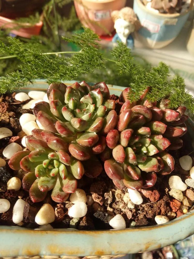 送瘟神,洒庭院,赏多肉,合家团聚话将来!