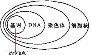 初中生物第二单元知识点总结，理解透彻高分不在话下