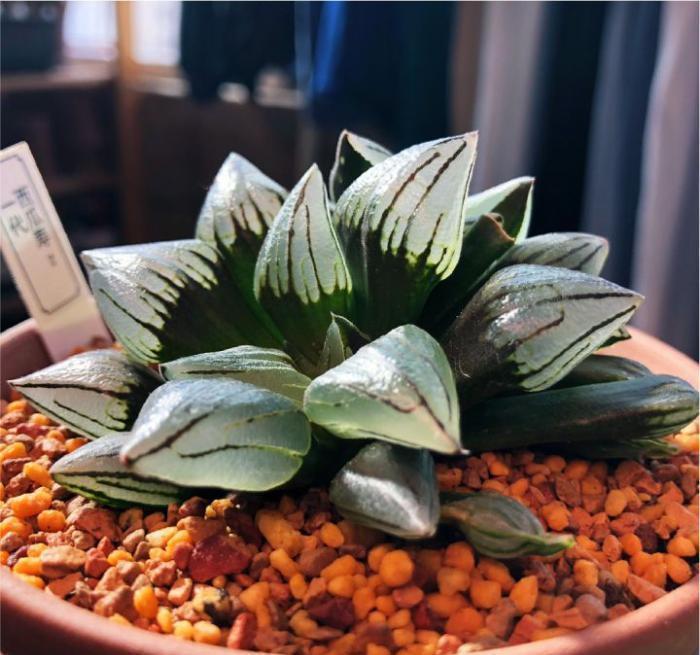 植物|多肉植物为什么会变色?科学家的养肉秘籍,4招教你给多肉上色