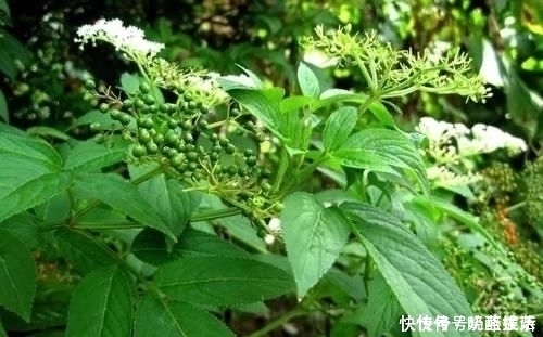 藥用價值|農村大山常見的“野草”,是天賜民間潤肺止咳的良方,勝過止咳藥