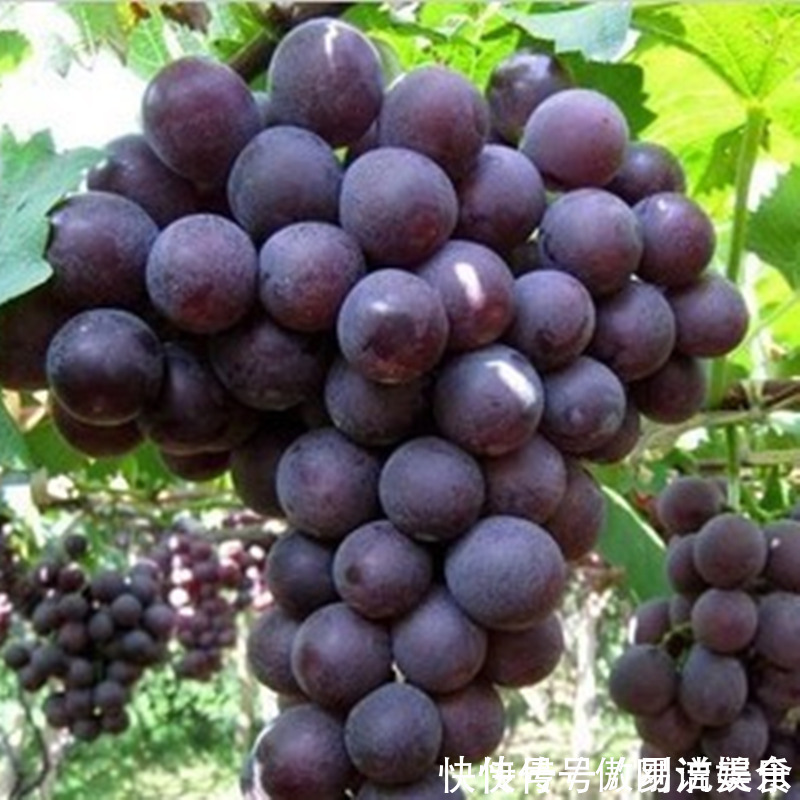 葡萄|此果子不得了,全身都是宝,每天吃几个,补血,减肥,延缓衰老!