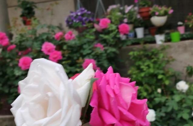 月季养成“传家宝”，就靠几个“要诀”，无病无灾开成“大牡丹”