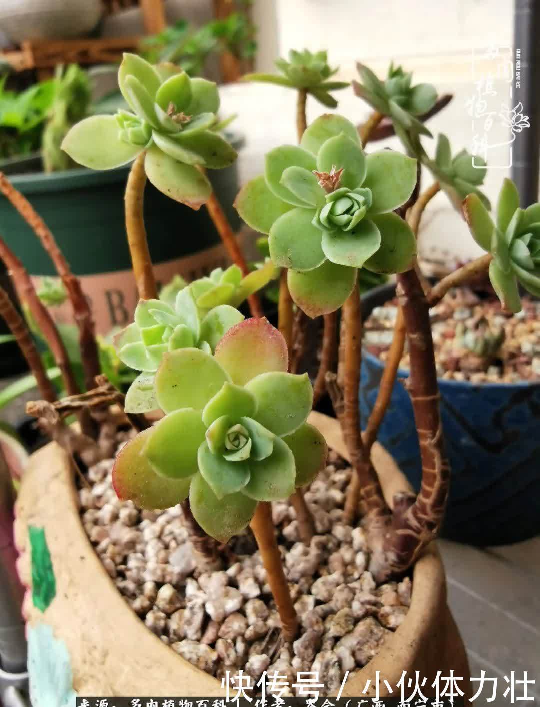 锦晃星|时光不再,人心在,多肉在!