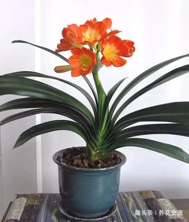 土壤|君子兰养成室内盆栽保持每年花开的技巧,让叶子更有亮泽