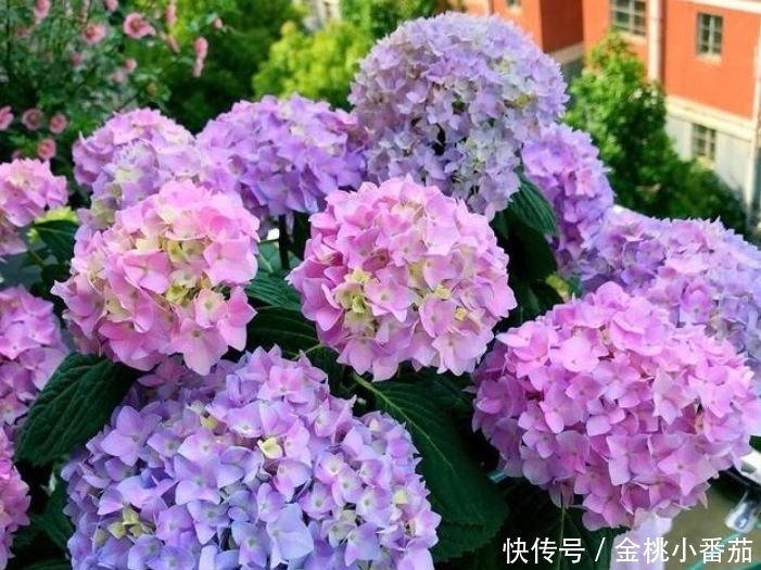 养花就养这几款,花朵小巧玲珑,花香易打理,养在客厅美极了