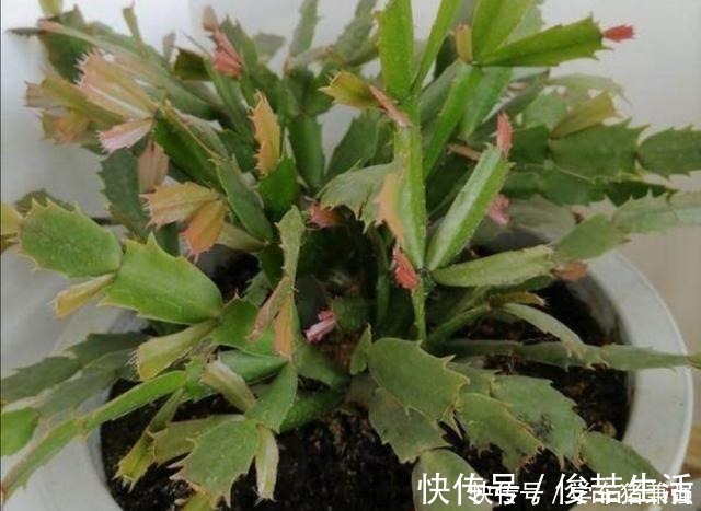 浇水|天热了,蟹爪兰要休眠,这几件事不能做,不然烂根枯萎!