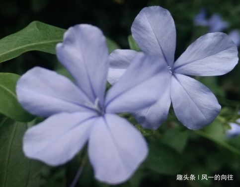 这三种花真是夏季必备，天气越是炎热越能花开爆满盆