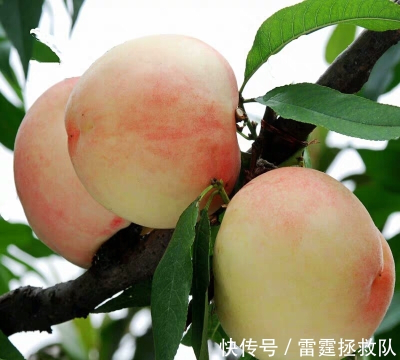 3种“吉利树”,家里种一棵,多福高寿,子孙也受益