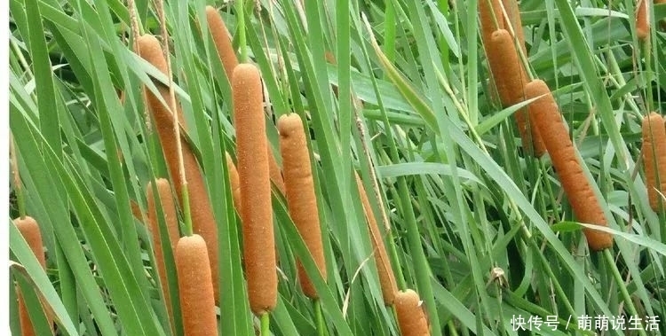 农村酷似香肠的植物，农民把它当杂草，殊不知营养美味价值高！