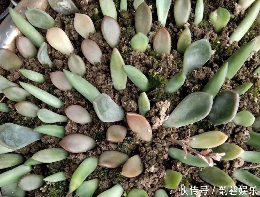 多肉植物叶插用什么土学一招,多肉长成胖小子