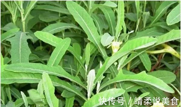 清热解毒|野菜吃不对小心致命!这7种野菜可以放心吃