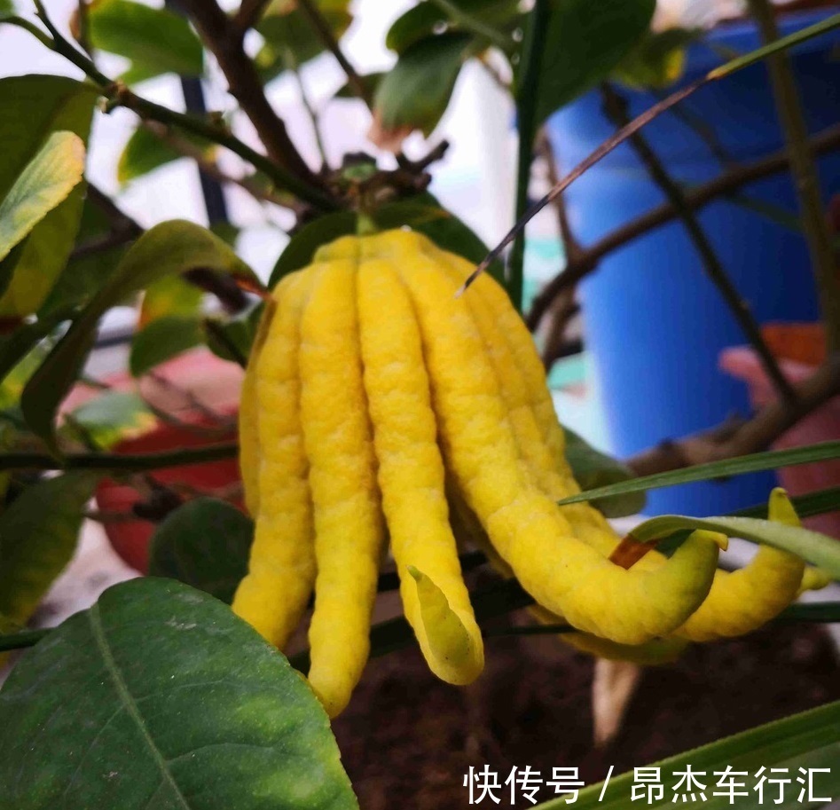 养花要学老中医,选5种花养家里能“养人”,都有多种功效