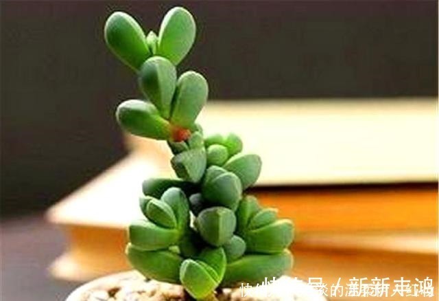 技巧|多肉鹿角海棠越冬技巧，牢记“3个不要”，叶子饱满，轻松爆盆