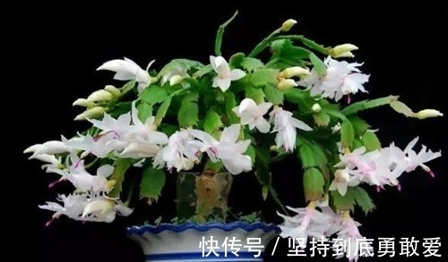 植物|在八月，若做到这三个点，你的“蟹爪兰”将会长得更好更美
