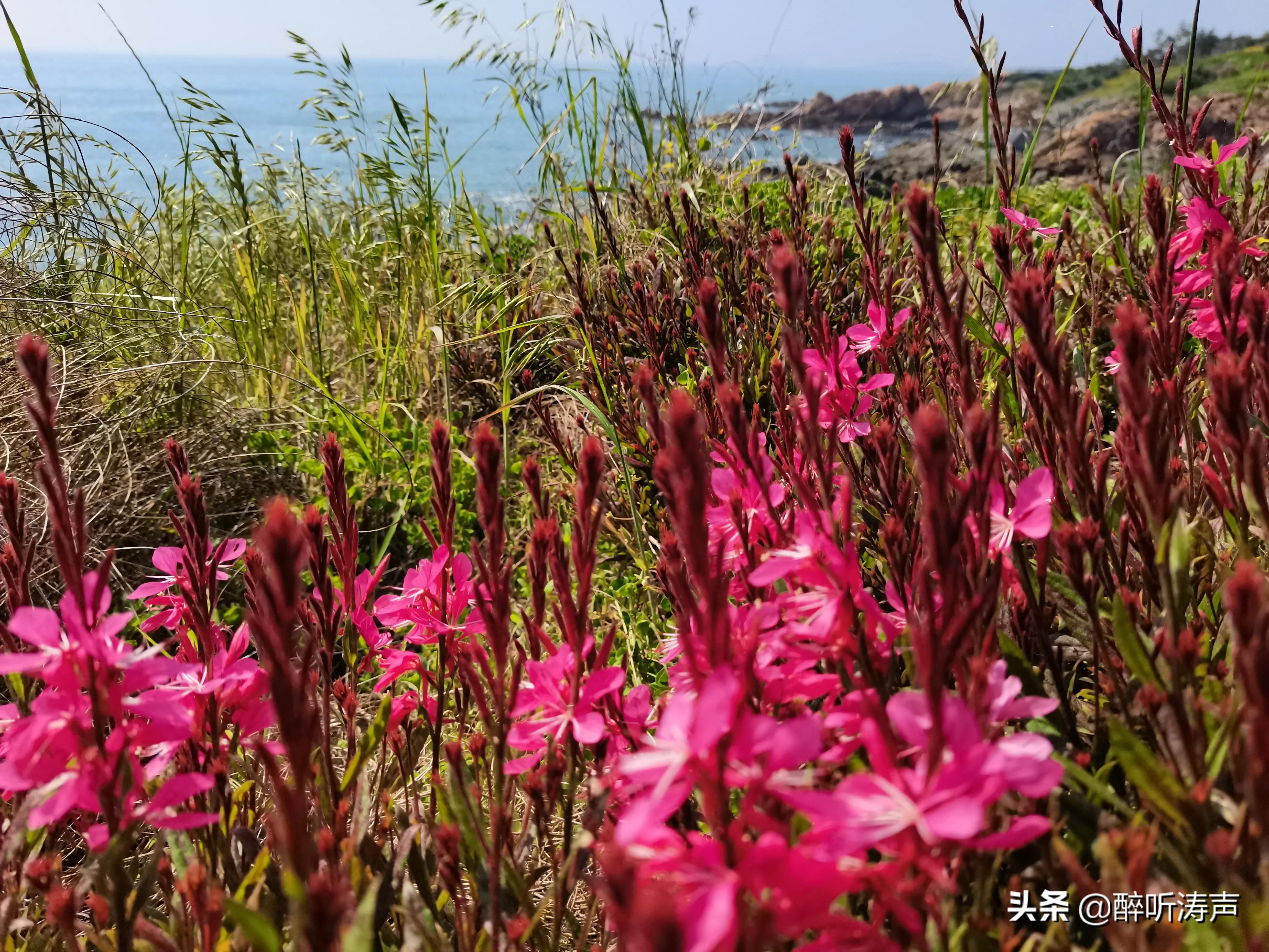 难以形容|天蓝海蓝花海一片片，难以形容的东环岛路之美