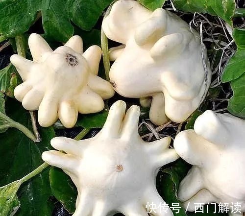 你绝对没见过的奇特的瓜果蔬菜!大开眼界!