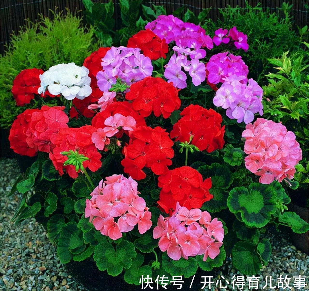 养花就养这些,养好了邻居也羡慕