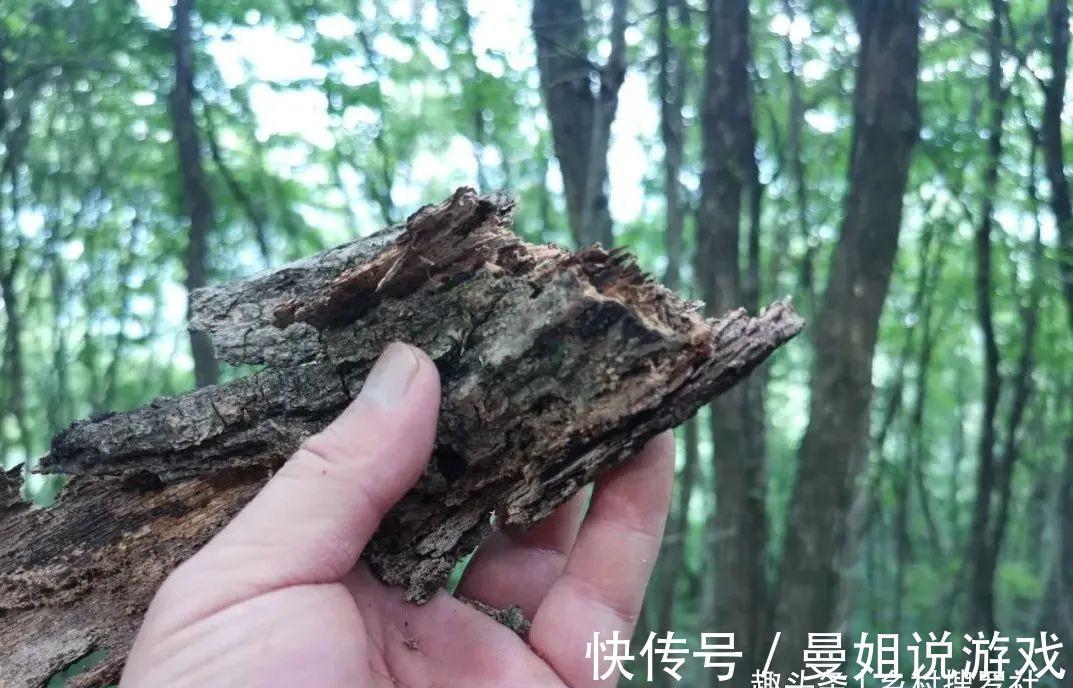 这样制作兰花植料,兰花不会烂根,花苞也更饱满