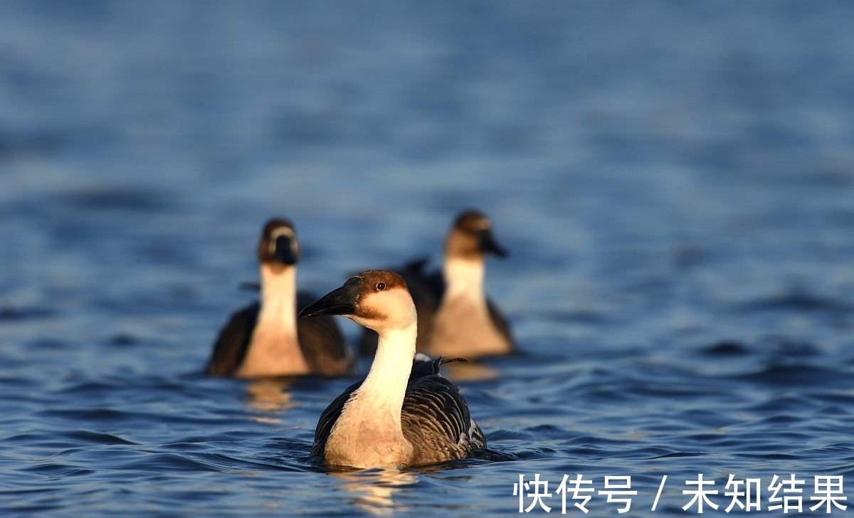 小学教材&《周易》早该选进小学教材了!看看《渐》卦说了什么