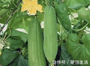 通乳散结|3种天然“黄体酮”,女人多吃点,滋养乳腺,远离乳腺癌更健康