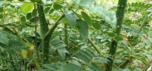 山上一种植物,它全身是宝,一物有三用,用来煲猪脚,祛湿效果好