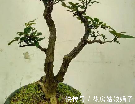 浇水|很好辨认的1种藤本植物,别轻易触碰,却是制作盆景的优良素材